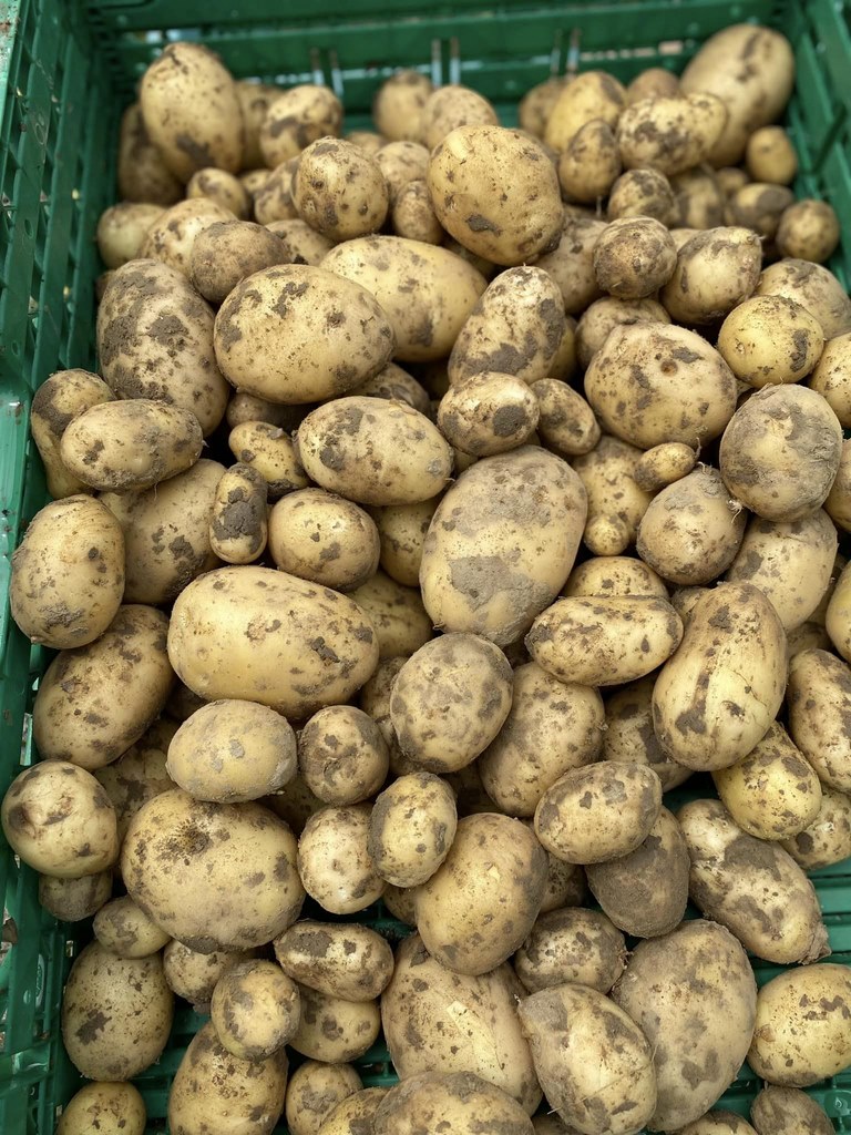 Pommes de terre : Producteur de légumes bio Tarn et Garonne