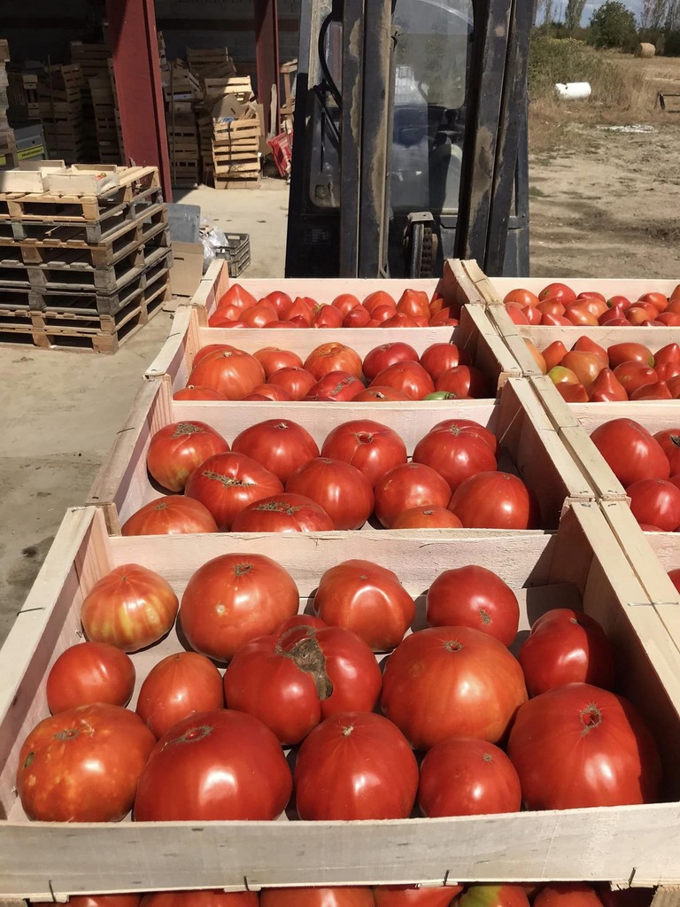 Tomates : Producteur de légumes bio Tarn et Garonne 